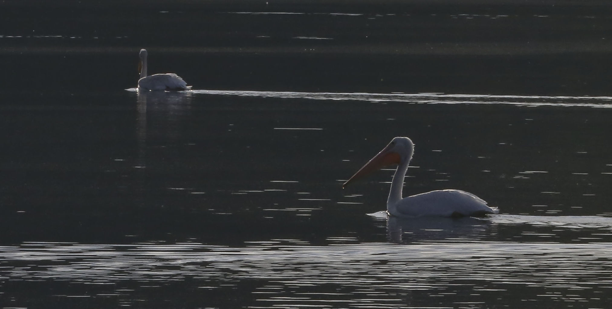 Peilicans 18 10.10.18.JPG